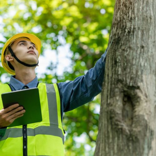arborist-with-digital-tablet-inspects-a-large-tree-2026-03-24-16-31-29-utc